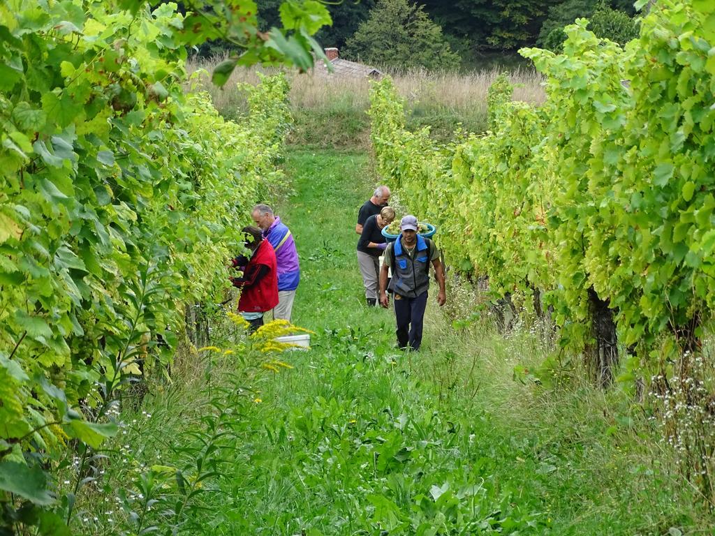 Farm Stay Frank Ozmec Wine And Glamping Estate Ljutomer Buitenkant foto