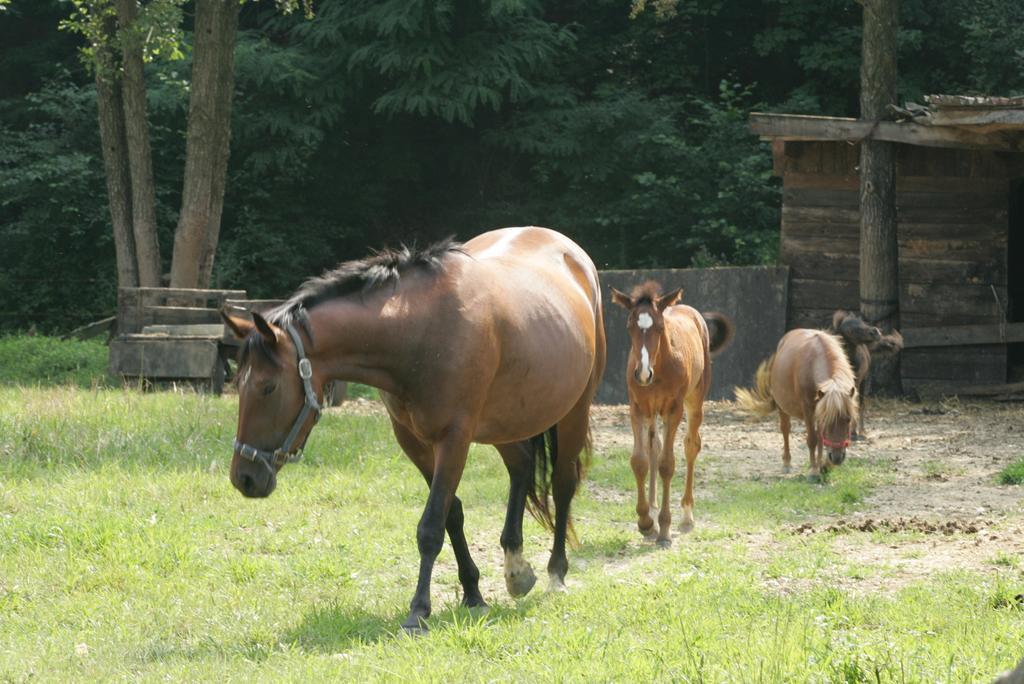 Farm Stay Frank Ozmec Wine And Glamping Estate Ljutomer Buitenkant foto